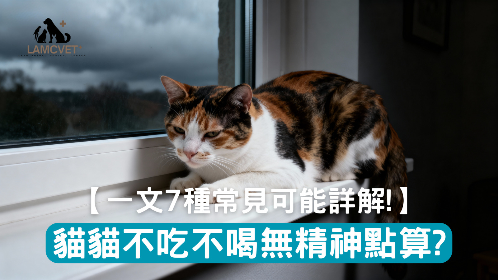 貓咪不吃不喝無精神緊急處理指南 - 萊奧動物醫療中心